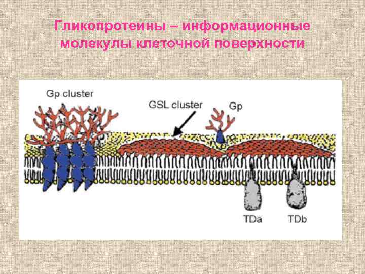 Гликопротеины – информационные молекулы клеточной поверхности 