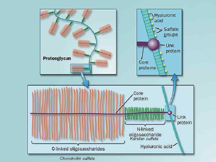Keratan sulfate Chondroitin sulfate 