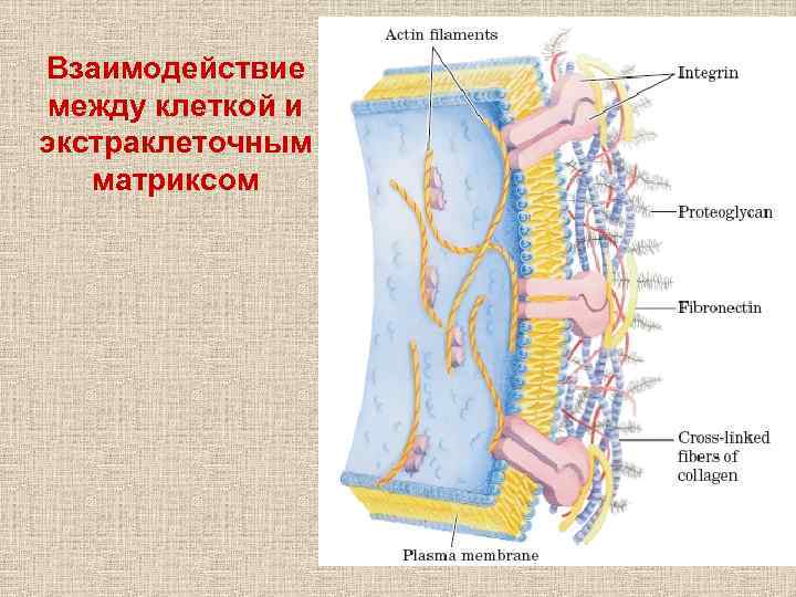 Взаимодействие между клеткой и экстраклеточным матриксом 
