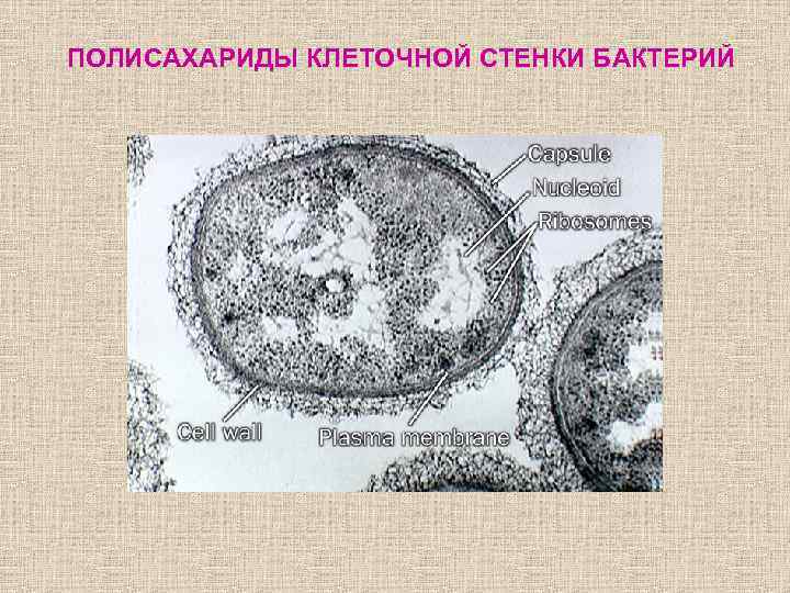 ПОЛИСАХАРИДЫ КЛЕТОЧНОЙ СТЕНКИ БАКТЕРИЙ 