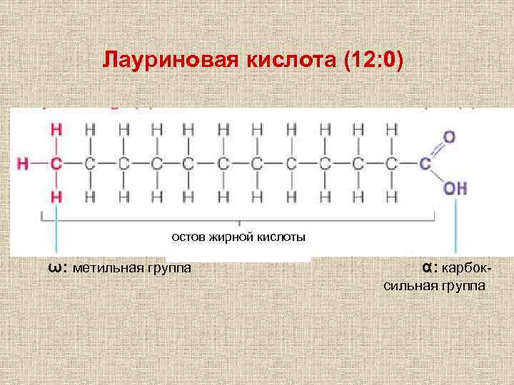 Лауриновая кислота (12: 0) остов жирной кислоты ω: метильная группа α: карбок- сильная группа