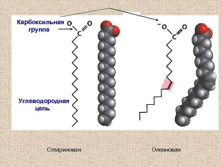 Карбоксильная группа Углеводородная цепь Стеариновая Олеиновая 