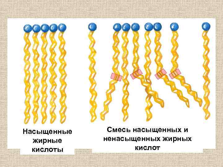  Насыщенные жирные кислоты Смесь насыщенных и ненасыщенных жирных кислот 