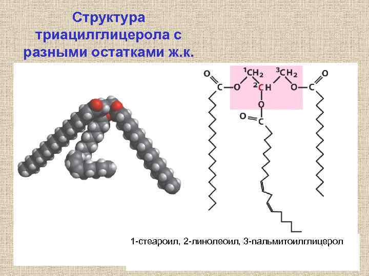 Структура триацилглицерола с разными остатками ж. к. 1 -стеароил, 2 -линолеоил, 3 -пальмитоилглицерол 