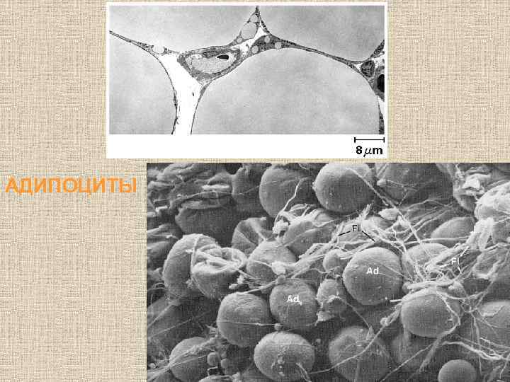 АДИПОЦИТЫ 