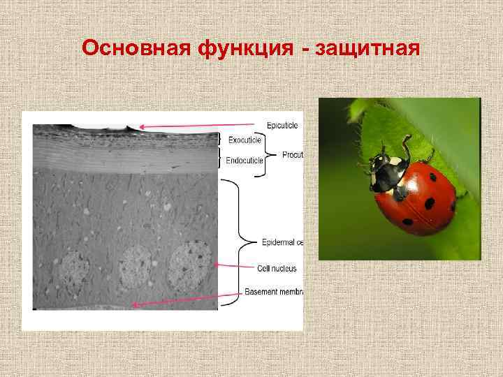Основная функция - защитная 