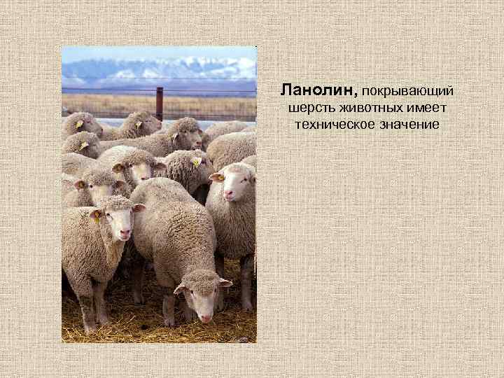 Ланолин, покрывающий шерсть животных имеет техническое значение 
