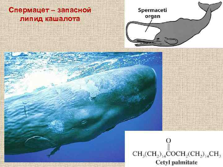 Спермацет – запасной липид кашалота 