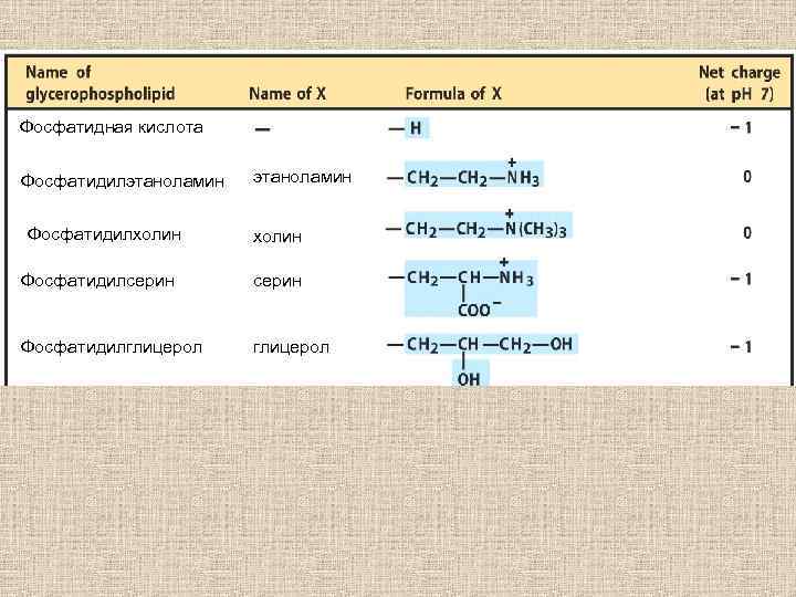 Фосфатидная кислота Фосфатидилэтаноламин Фосфатидилхолин этаноламин холин Фосфатидилсерин Фосфатидилглицерол 