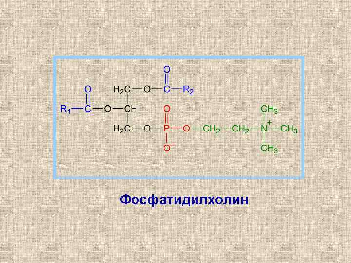  Фосфатидилхолин 