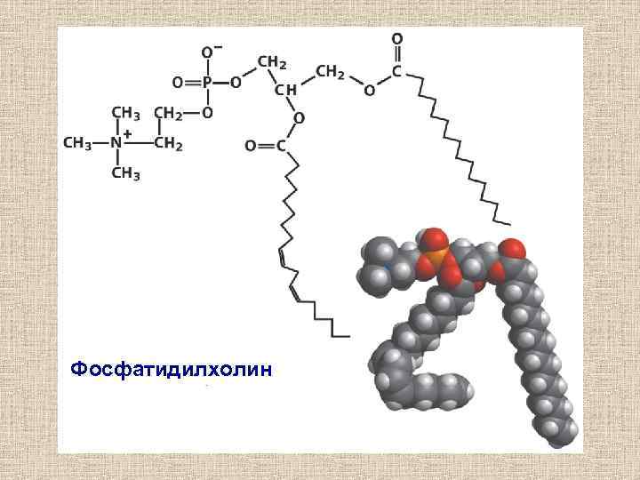 Фосфатидилхолин 