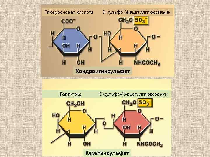 Глюкуроновая кислота 6 -сульфо-N-ацетилглюкозамин Хондроитинсульфат Галактоза 6 -сульфо-N-ацетилглюкозамин Кератансульфат 