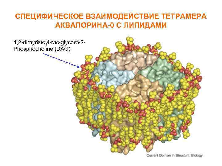 СПЕЦИФИЧЕСКОЕ ВЗАИМОДЕЙСТВИЕ ТЕТРАМЕРА АКВАПОРИНА-0 С ЛИПИДАМИ 1, 2 -dimyristoyl-rac-glycero-3 Phosphocholine (DAG) 