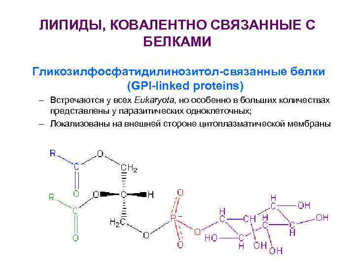 ЛИПИДЫ, КОВАЛЕНТНО СВЯЗАННЫЕ С БЕЛКАМИ Гликозилфосфатидилинозитол-связанные белки (GPI-linked proteins) – Встречаются у всех Eukaryotа,