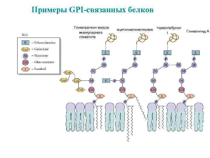 Примеры GPI-связанных белков Гликопротеин вируса везикулярного стоматита ацетилхолинэстераза тиреоглобулин Гликолипид А 