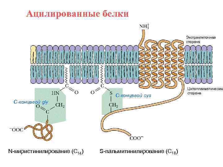 Ацилированные белки Экстраклеточная сторона С-концевой cys С-концевой gly N-миристинилирование (С 14) S-пальмитинилирование (C 16)