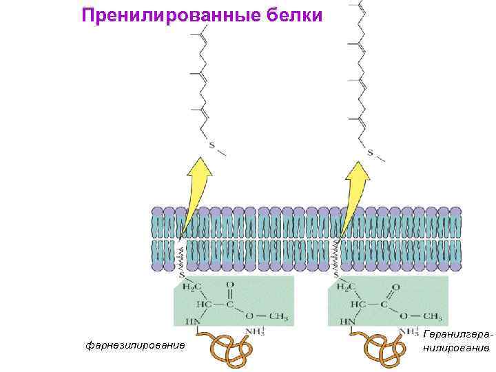 Пренилированные белки фарнезилирование Геранилгеранилирование 