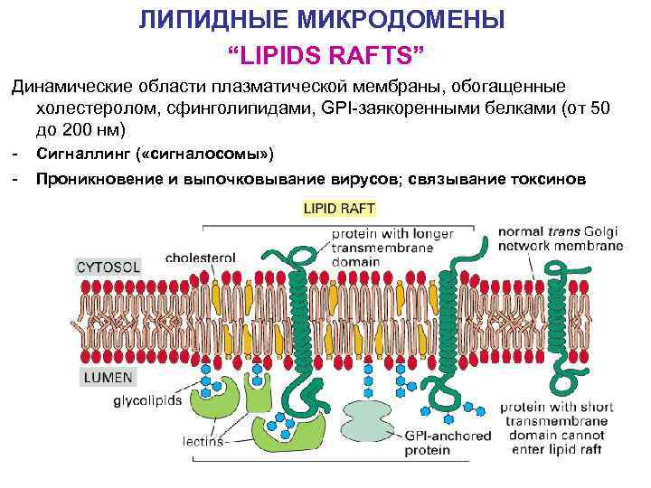 ЛИПИДНЫЕ МИКРОДОМЕНЫ “LIPIDS RAFTS” Динамические области плазматической мембраны, обогащенные холестеролом, сфинголипидами, GPI-заякоренными белками (от