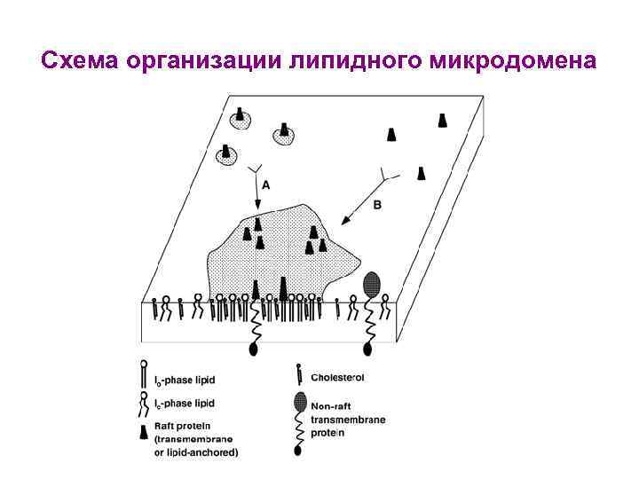 Схема организации липидного микродомена 