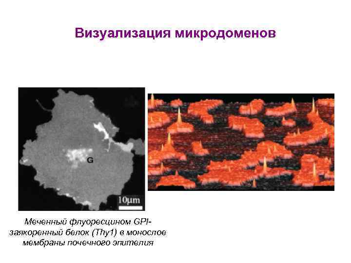 Визуализация микродоменов Меченный флуоресцином GPIзаякоренный белок (Thy 1) в монослое мембраны почечного эпителия 