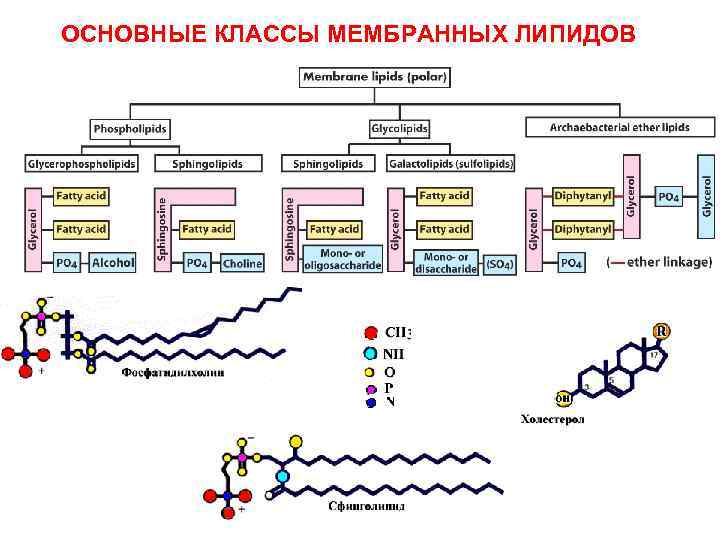 ОСНОВНЫЕ КЛАССЫ МЕМБРАННЫХ ЛИПИДОВ 