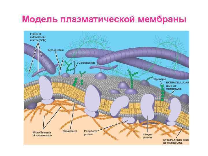 Модель плазматической мембраны 