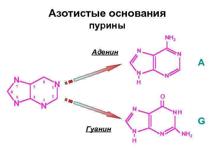 Сколько содержится нуклеотидов аденина. Пурины азотистые основания. Азотистое основание аденин. Схема азотистых оснований. Азотистые основания биохимия.