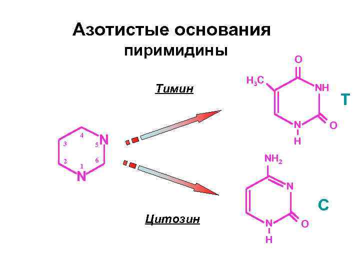 Азотистые основания пиримидины Тимин O H 3 C NH N 4 3 5 2