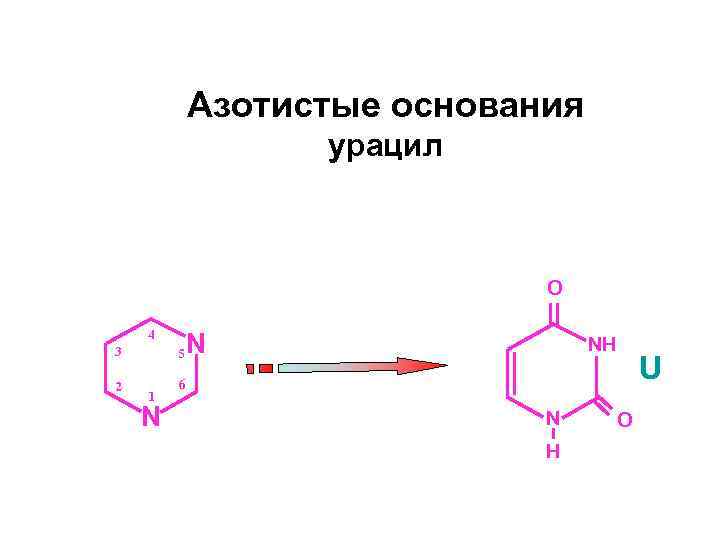 Азотистые основания урацил O 4 3 5 2 N NH 6 1 N N