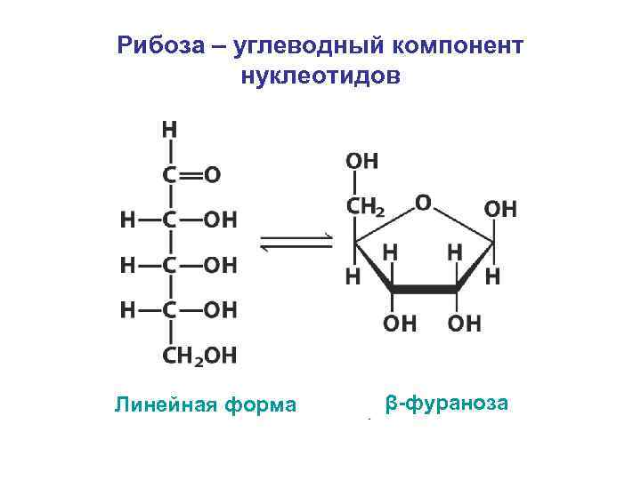 Липиды нуклеотиды. Рибоза строение структурное. Структура формула рибозы. Химическая структура рибозы. Линейная форма рибозы.