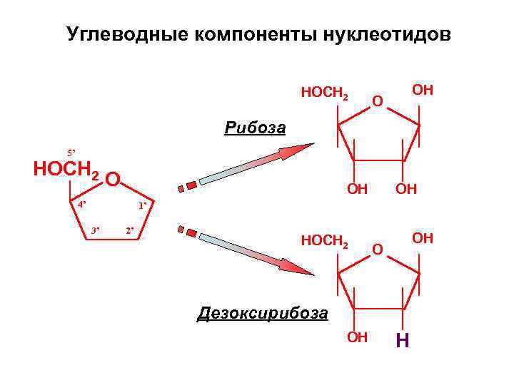 Углеводные компоненты нуклеотидов HOCH 2 OH O Рибоза 5’ HOCH 2 O OH 4’