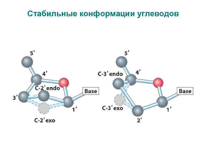 Стабильные конформации углеводов 