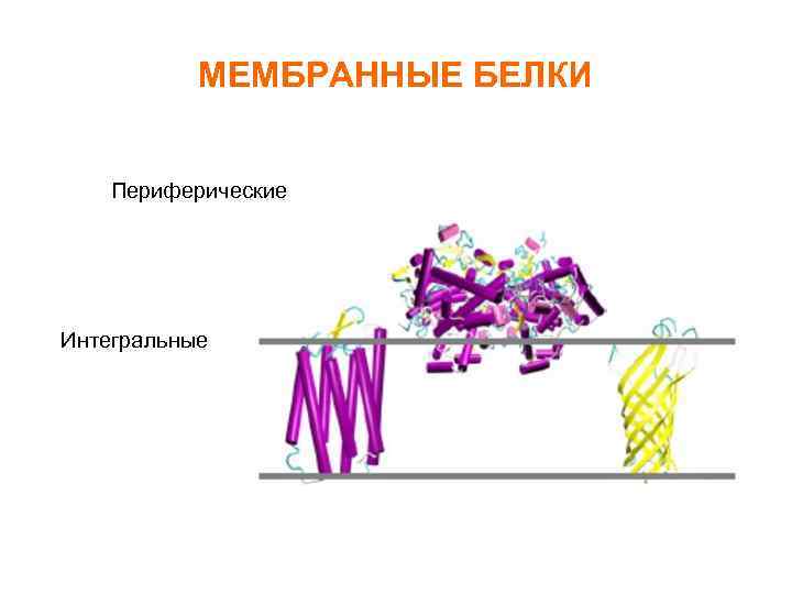 МЕМБРАННЫЕ БЕЛКИ Периферические Интегральные 