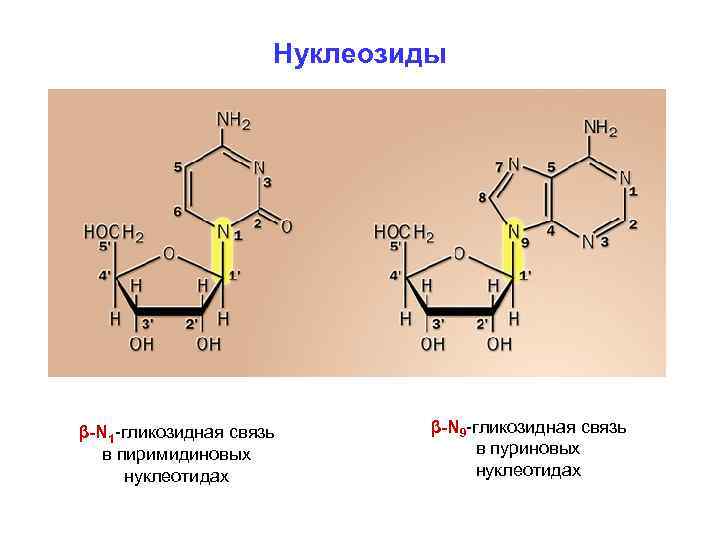 Нуклеозиды β-N 1 -гликозидная связь в пиримидиновых нуклеотидах β-N 9 -гликозидная связь в пуриновых