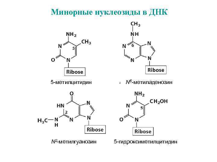 Минорные нуклеозиды в ДНК 5 -метилцитидин N 2 -метилгуанозин N 6 -метиладенозин 5 -гидроксиметилцитидин