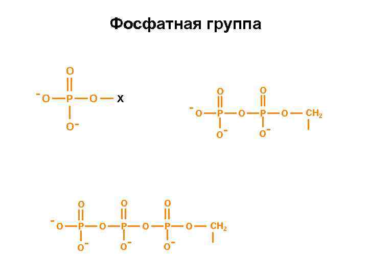 Фосфатная группа O O P O X O O O P O O O