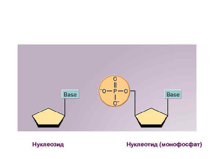 Нуклеозид Нуклеотид (монофосфат) 