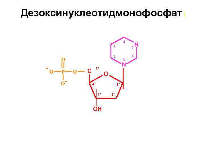 Дезоксинуклеотидмонофосфат г 4 3 2 O O P O O 1 N 5’ C