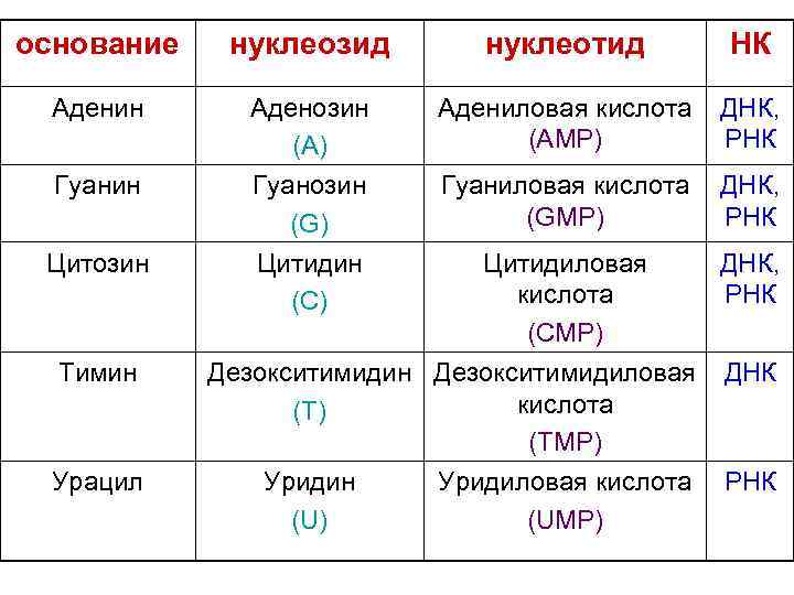 основание нуклеозид нуклеотид НК Аденин Аденозин (А) Адениловая кислота (АMP) ДНК, РНК Гуанин Гуанозин