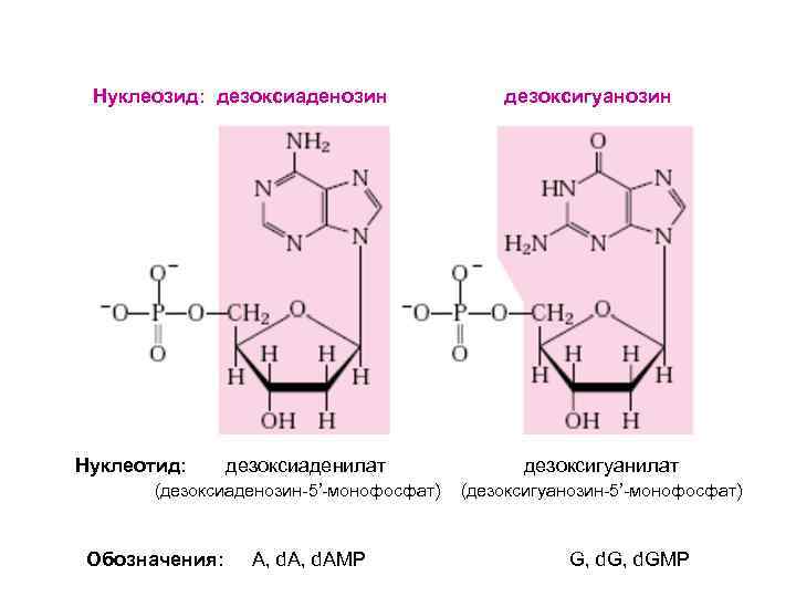 Нуклеозид: дезоксиаденозин Нуклеотид: дезоксиаденилат (дезоксиаденозин-5’-монофосфат) Обозначения: A, d. AMP дезоксигуанозин дезоксигуанилат (дезоксигуанозин-5’-монофосфат) G, d.