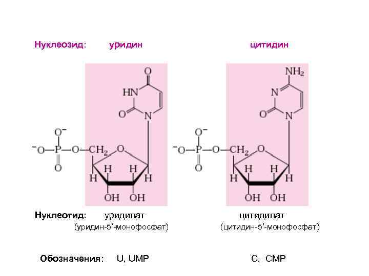 Нуклеозиды и нуклеотиды. Уридина монофосфат. Нуклеозид уридин. Нуклеозид уридин 3 монофосфата. Уридин 5 монофосфат.