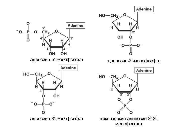 аденозин-5’-монофосфат аденозин-3’-монофосфат аденозин-2’-монофосфат циклический аденозин-2’-3’монофосфат 