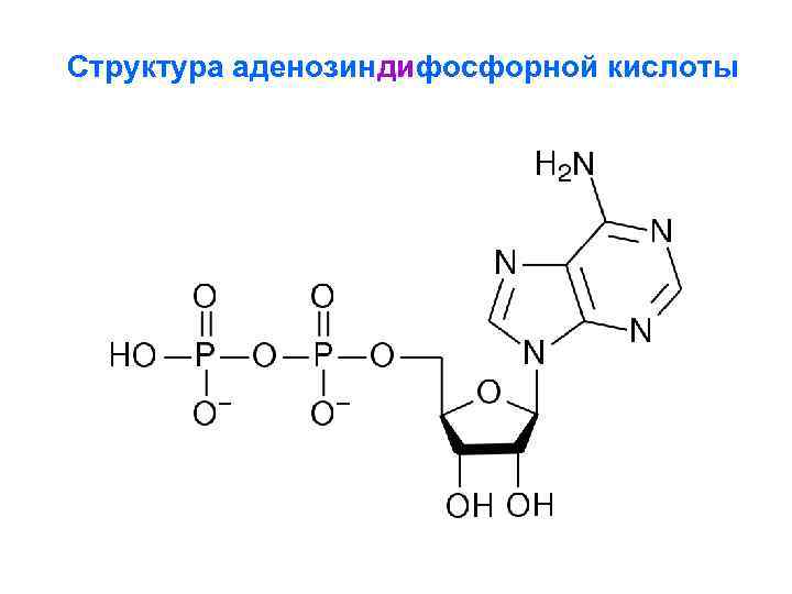 Структура аденозиндифосфорной кислоты 