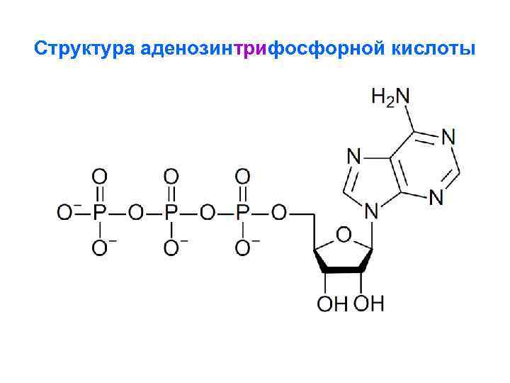 Структура аденозинтрифосфорной кислоты 