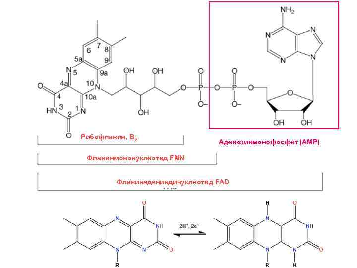 Рибофлавин, В 2 Аденозинмонофосфат (AMP) Флавинмононуклеотид FMN Флавинадениндинуклеотид FAD 
