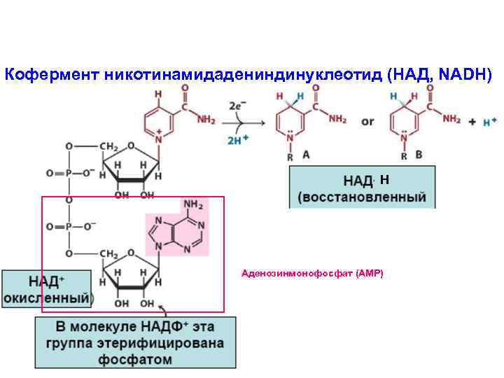 Кофермент никотинамидадениндинуклеотид (НАД, NADH) Н Аденозинмонофосфат (AMP) 