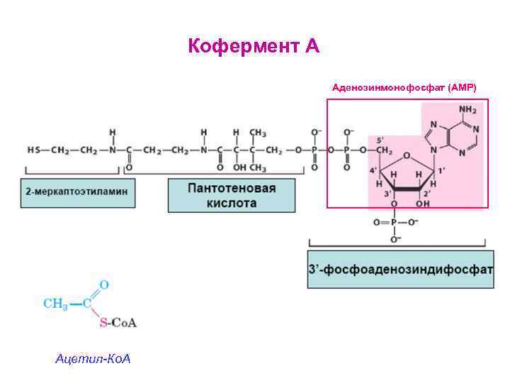 Кофермент А Аденозинмонофосфат (AMP) Ацетил-Ко. А 