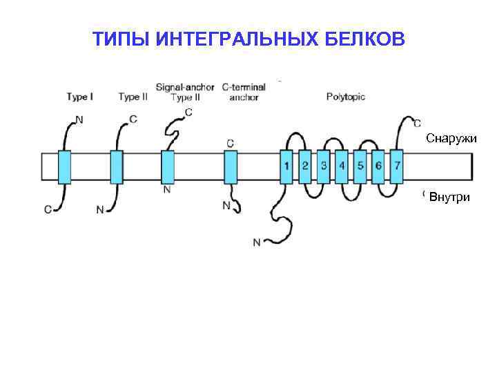 ТИПЫ ИНТЕГРАЛЬНЫХ БЕЛКОВ Снаружи Внутри 