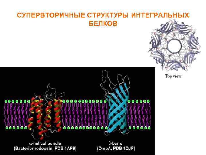 СУПЕРВТОРИЧНЫЕ СТРУКТУРЫ ИНТЕГРАЛЬНЫХ БЕЛКОВ 