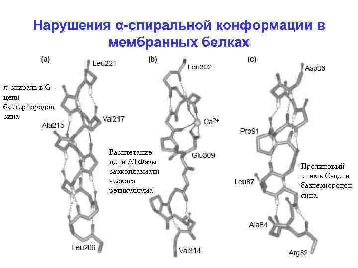 Нарушения α-спиральной конформации в мембранных белках π-спираль в Gцепи бактериородоп сина Расплетание цепи АТФазы